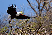 Malawi