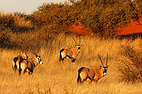 Desert du Kalahari - Namibie