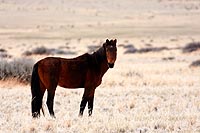 Garub et Route vers Lderitz - Namibie