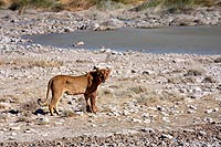 Etosha National Park - Namibie