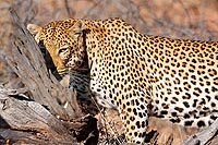 Okonjima africat fondation - Namibie