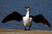 new zealand experience : cormoran austral