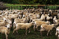 new zealand experience : moutons, east cape