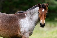 new zealand experience : chevaux, east cape