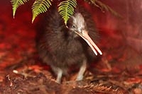 new zealand experience : kiwi encounter