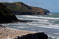 new zealand experience : muriwai beach