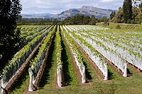 new zealand experience : hawkes bay