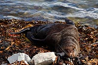 new zealand experience : kaikoura