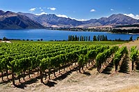 new zealand experience : Rippon Vineyard