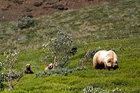 Alaska & Yukon : Denali National Park