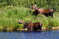 Alaska & Yukon : Denali National Park