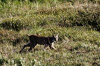 Alaska & Yukon : Denali National Park