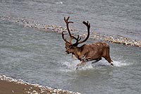 Alaska & Yukon : Denali National Park