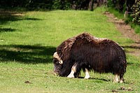 Alaska & Yukon : Large Animal Research Station