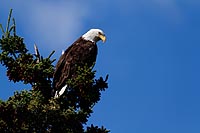 Alaska & Yukon : pygargue à tête blanche