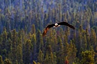 Alaska & Yukon : pygargue à tête blanche, Whitehorse