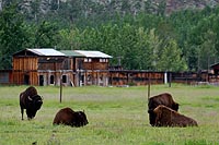 Alaska & Yukon : Yukon Wildlife Preserve, Whitehorse