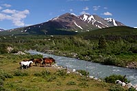 Alaska & Yukon : Haines highway