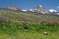 Alaska & Yukon : grizzly et oursons, Haines highway