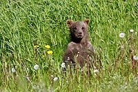 Alaska & Yukon : grizzly et oursons, Haines highway