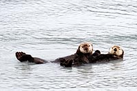 Alaska & Yukon : Prince William Sound, Valdez