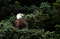 Alaska & Yukon : Prince William Sound, Valdez