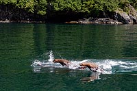 Alaska & Yukon : Prince William Sound, Valdez