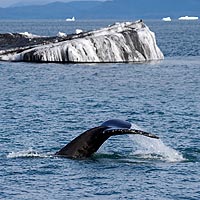 Alaska & Yukon : Prince William Sound, Valdez