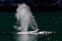 Alaska & Yukon : Kenai Fjords National Park, Seward