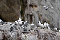 Alaska & Yukon : Kenai Fjords National Park, Seward