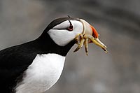 Alaska & Yukon : Kenai Fjords National Park, Seward