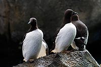 Alaska & Yukon : Kenai Fjords National Park, Seward