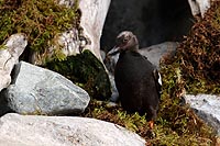 Alaska & Yukon : Kenai Fjords National Park, Seward