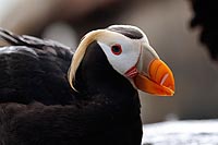 Alaska & Yukon : Kenai Fjords National Park, Seward