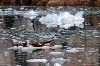 Alaska & Yukon : Kenai Fjords National Park, Seward