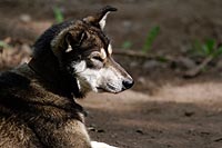 Alaska & Yukon : Alaska Native Heritage Center, Anchorage