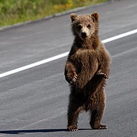 Photos et récit d'un voyage en Alaska et au Yukon.
