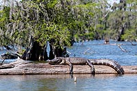 Louisiane experience : Atchafalaya basin