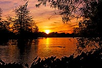 Louisiane experience : university lake près de baton rouge