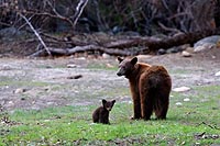 galerie photos 2 du yosemite national park en californie